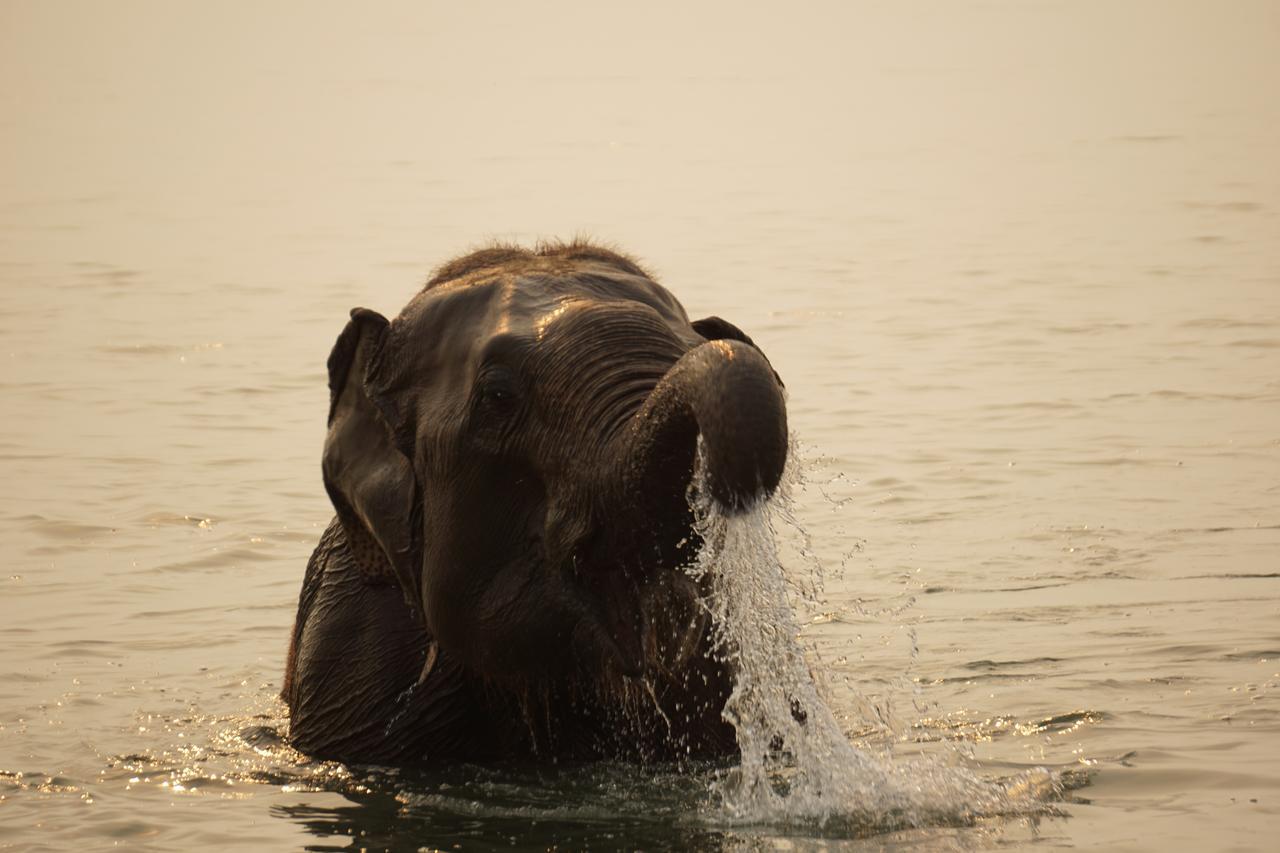 Tiger Tops Tharu Lodge Chitwan Exterior foto