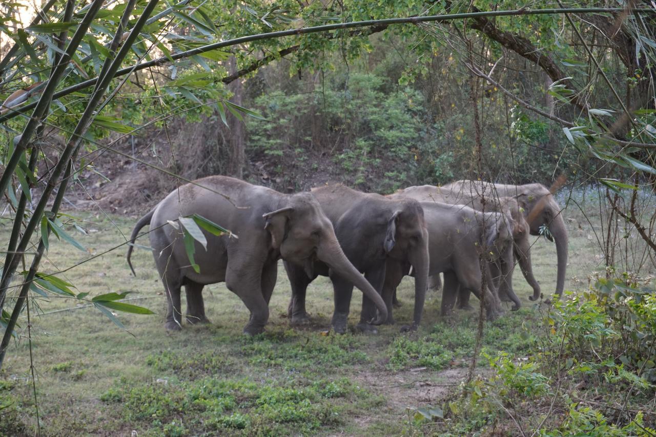 Tiger Tops Tharu Lodge Chitwan Exterior foto
