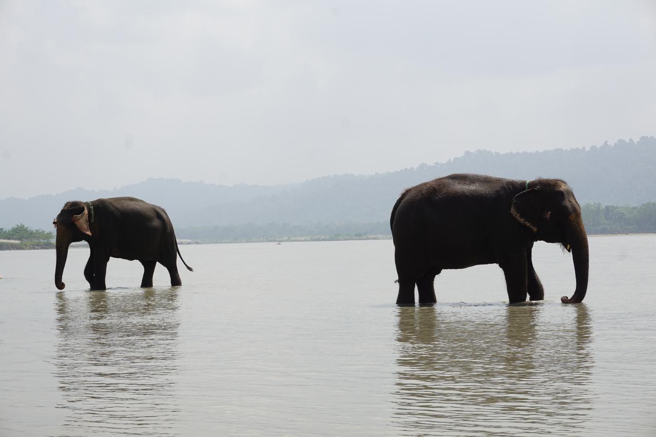 Tiger Tops Tharu Lodge Chitwan Exterior foto