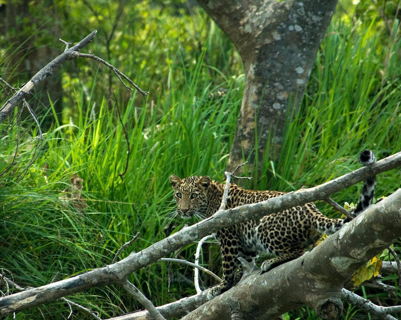 Tiger Tops Tharu Lodge Chitwan Exterior foto
